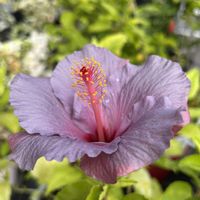 ハイビスカス,ベゴニア,ベランダの画像