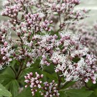 フジバカマの画像