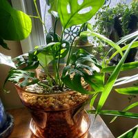 マドカズラの画像