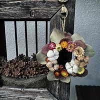 コットン,ユーカリ ポポラス,多肉植物。,カイザイク（貝細工）,多肉植物の画像