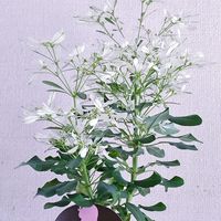 アリッサム,ユーフォルビア 白雪姫,ザクロの 実,鉢植え,花のある暮らし♡の画像