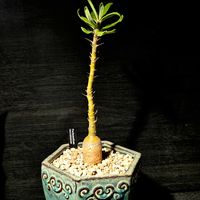 パキポディウム・サキュレンタム,チレコドン シングラリス,ペラルゴニウム バルクリ,塊根植物,実生の画像