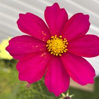 コスモス,赤い花,育てやすい,ベランダの画像