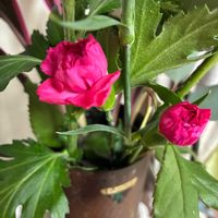 カーネーションの画像