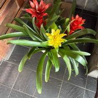 グズマニアの画像