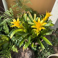 グズマニアの画像