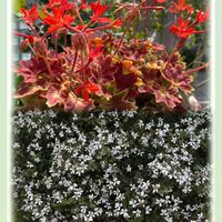 センリョウ,バラ,薔薇,もみじ葉ゼラニウム,ハーブゼラニウムの画像