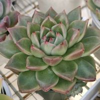 多肉植物いろいろ,ギルバ,静月,ソクヨン,多肉植物の画像