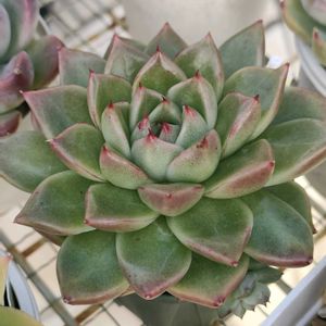 多肉植物いろいろ,ギルバ,静月,ソクヨン,多肉植物の画像