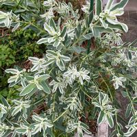 ハツユキソウの画像