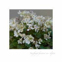 ダイモンジソウ,ユキノシタ,プリンセチア,マルバの木,冬の花の画像