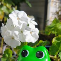 ゼラニウム,ダリア,チョコレートコスモス,オオベンケイソウ,GSのみなさんに感謝♡の画像