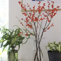 ウメモドキ,ポトス・エンジョイ,ユーカリ　レモンユーカリ,ウメモドキ(実),リビングの画像