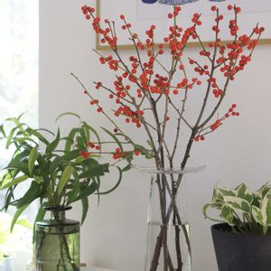 ウメモドキ,ポトス・エンジョイ,ユーカリ　レモンユーカリ,ウメモドキ(実),リビングの画像