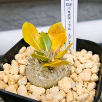 パキポディウム・エブレネウム,塊根植物,パキポディウム属,植物大好き,庭の画像