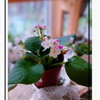 セントポーリア サラ,セントポーリア  サラの画像