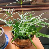 プテリスの画像