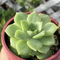 ミックスベリア マスカットキャンディ,多肉植物,多肉大好き,多肉植物のある暮らし,GSのみなさんに感謝♡の画像