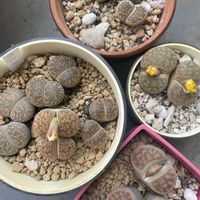 リトープス,紫勲玉,麗春玉,多肉植物,メセンの画像