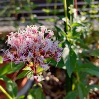 フジバカマ,ガーデニング,庭の画像