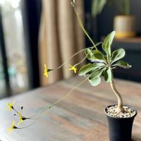 原種シクラメン コウム,オトンナ トリプリネルビア,シクラメンペチコート,多肉植物,オトンナ属の画像