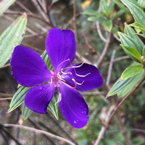 パンジー・ビオラ,ルビーネックレス,ノボタン コートダジュール,斑入りアベリア,ノボタン・ピースベイビーの画像