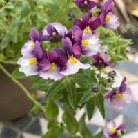 ネメシア,ハツユキカズラ,ミカン,ネメシア ニモ,ジキタリスの画像