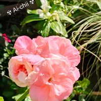 アイビーゼラニウム,ゼラニウム,ニゲラ,ガーデニング,花のある暮らしの画像