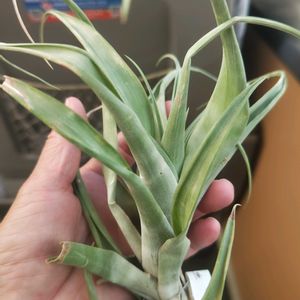 チランジア,チランジア フレキシオーサ,チランジア フレクス オーサ,エアプランツ,観葉植物の画像