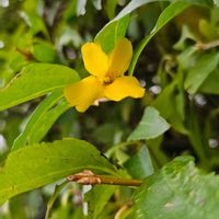 レンギョウの画像