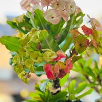 ハナキリンの画像