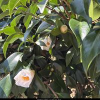 コスモス,ツバキ,ユリ,チャノキ,秋の花の画像