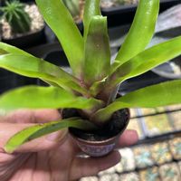 ネオレゲリア・ファイヤーボール,ネオレゲリア・ファイヤーボール,アガベ ジェスブレイティ,アガベ ジェスブレイティの画像