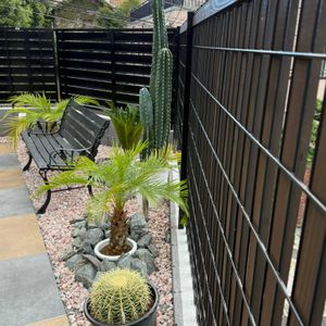 フェニックスロベレニー,フェニックスロベレニー,ドラセナコンパクタ,ドラセナコンパクタ,コルジリネ レッドスターの画像