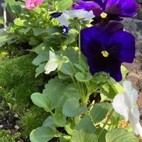 キンモクセイ,シラン,パンジー・ビオラ,ダイヤモンドリリー,ゴヨウマツの画像