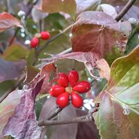 キク,ジニア,ハナミズキの実,風車菊,ハナミズキの紅葉の画像