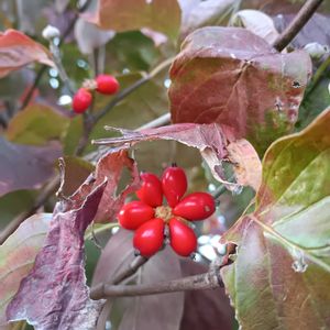 キク,ジニア,ハナミズキの実,風車菊,ハナミズキの紅葉の画像