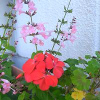 セージ,ゼラニウム,可愛い,今日のお花,お局様の画像