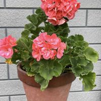 ゼラニウム,ローズゼラニウム,モミジバゼラニウム,鉢植え,今日のお花の画像