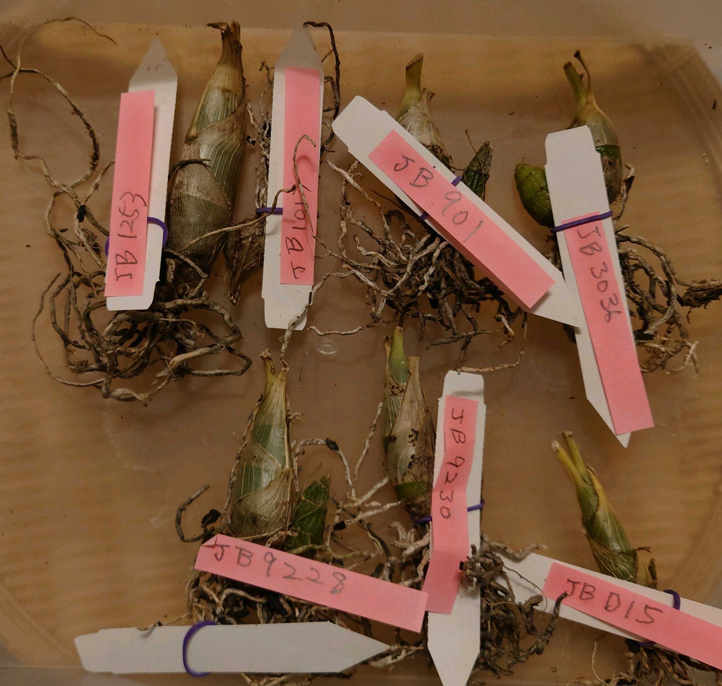 ベランダの投稿画像 by くろんさん｜タケノコ蘭とカタセタム大好きと