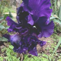 花のある暮らし,バラのある暮らし,広い庭の画像