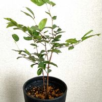 ジャボチカバ,木曜は木の画像