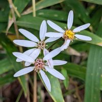 ウメバチソウ,ワレモコウ,ツリガネニンジン,ヤナギノギク,小さな幸せ♡の画像