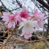 アリッサム,アリッサム,ジニア,スイレン,スイレンの画像