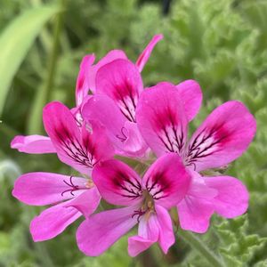 ゼラニウム,可愛い,鮮やか ,花散歩,ハーブ園の画像