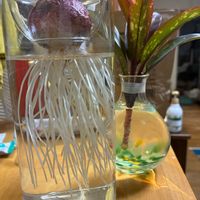 ドラセナ,ヒヤシンス,ヒヤシンス 水耕栽培の画像