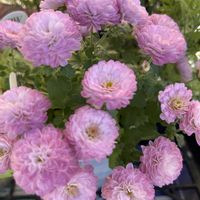 フジバカマ,お茶の花,ガーデンマム ジジ,花友さんに感謝♡,モフモフの木曜日の画像