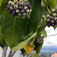 シャリンバイ,ネズミモチ,カクレミノ,シャリンバイの実,カクレミノのお花の画像