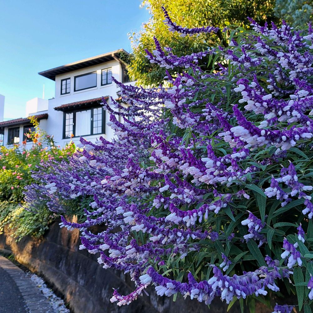 エリィさんの港の見える丘公園への投稿