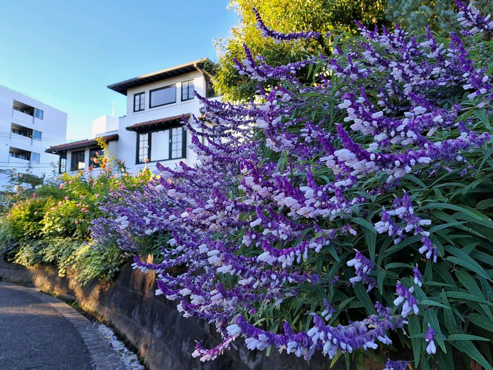 エリィさんの港の見える丘公園への投稿